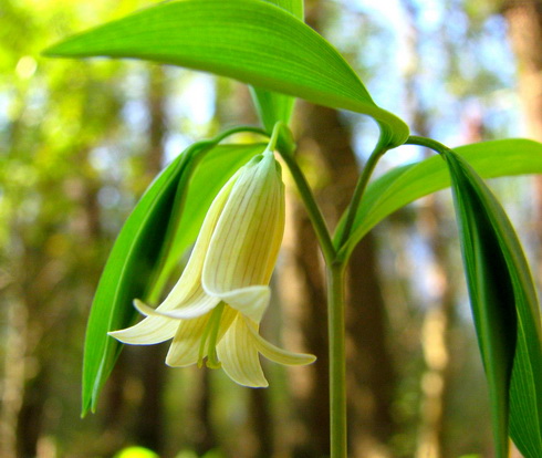 Uvularia