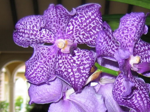 Vanda