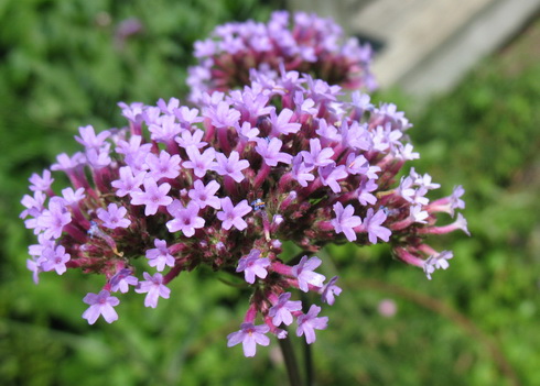 Verbena