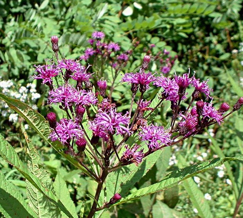 Vernonia