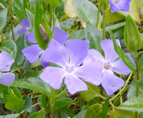 Vinca