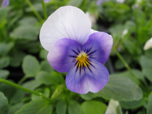 Viola Flower