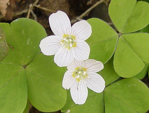 Virgilia Flower