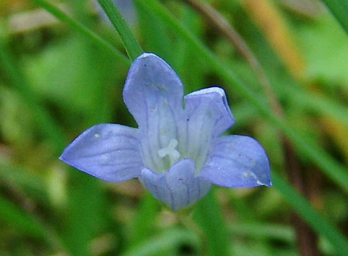 Wahlenbergia