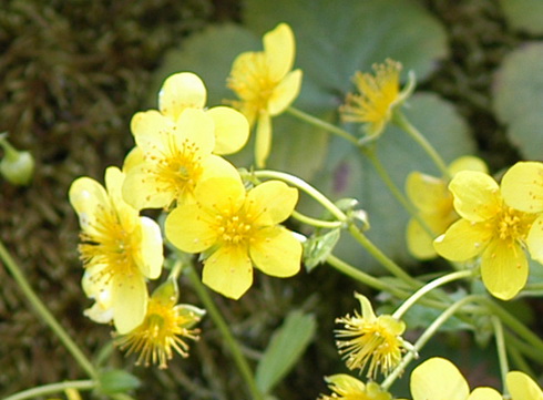 Waldsteinia Flower