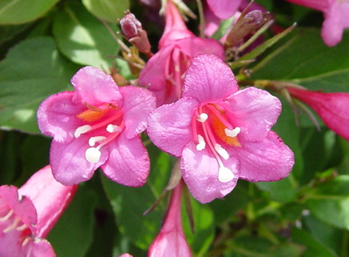 Weigela Flower
