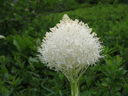 Xerophyllum