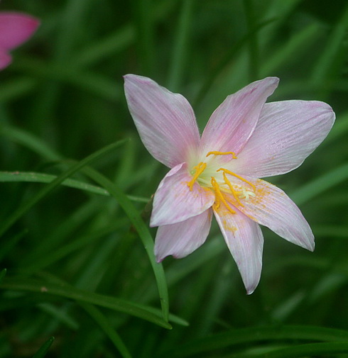 Zephyranthes