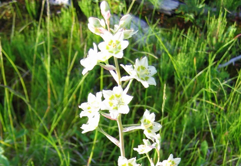 Zigadenus