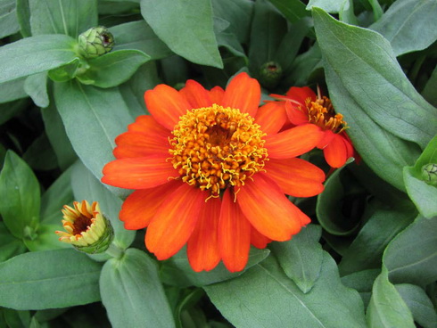 Zinnia Flower on Zinnia Flower  Types Of Zinnia