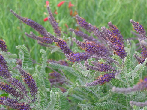 Amorpha