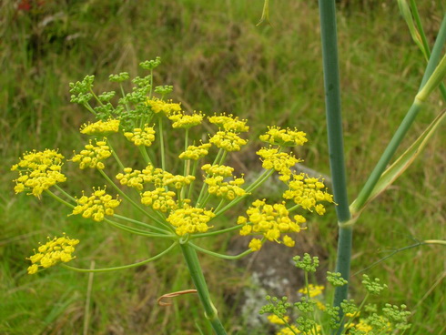 Foeniculum