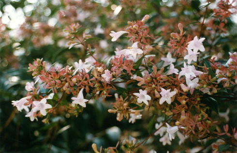 Abelia