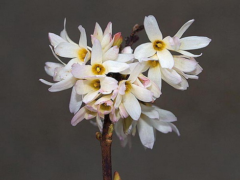 Abeliophyllum