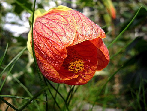 Abutilon