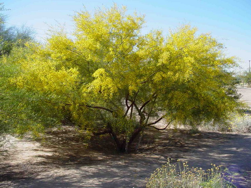 Acacia