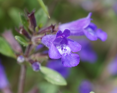 Acinos flower