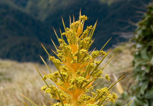 Aciphylla flower