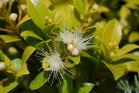 Acmena flower