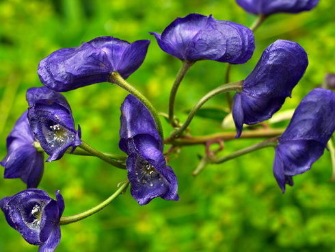 Aconitum