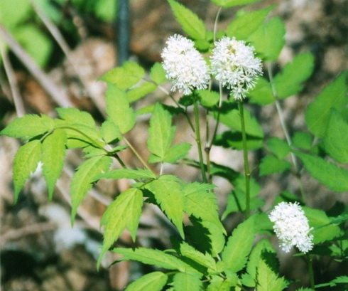 Actaea