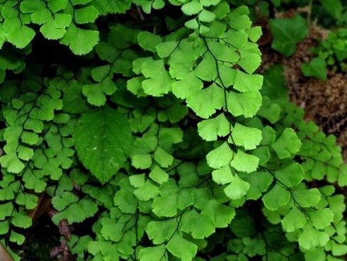 Adiantum