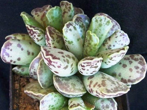 Adromischus