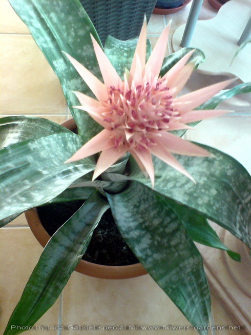 Adromischus Flower