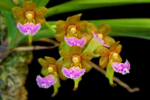 Aerides