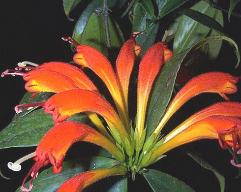 Aeschynanthus