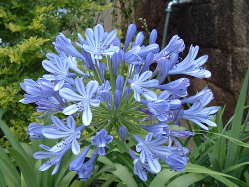 Agapanthus