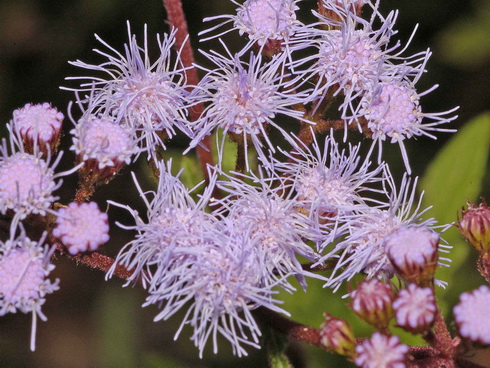 Ageratum