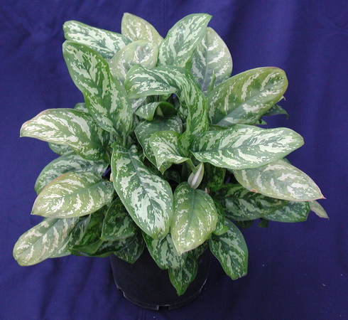 Aglaonema