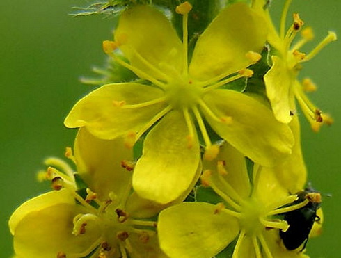 Agrimony