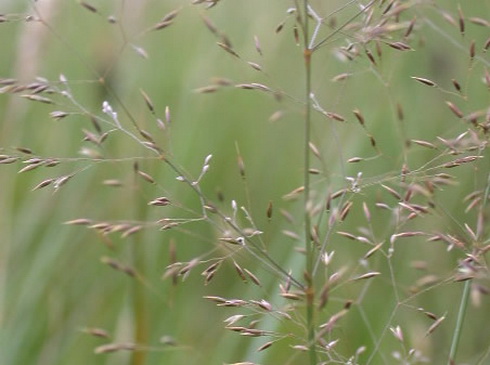 Agrostis