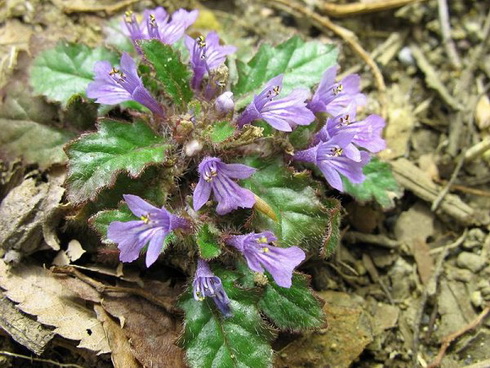 Ajuga