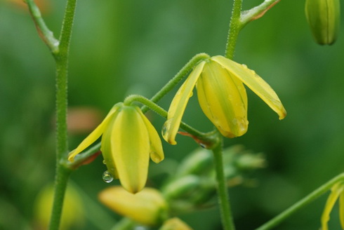 Albuca Flower