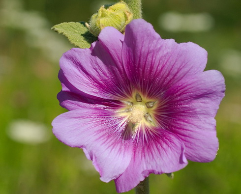 Alcea