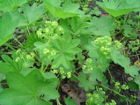 Alchemilla