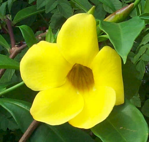 Allamanda