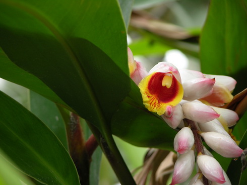 Alpinia