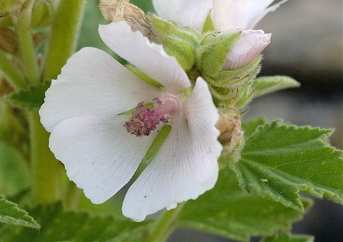 Althaea