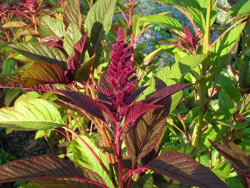 Amaranth