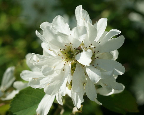 Amelanchier