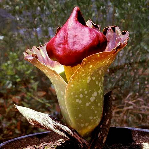 Amorphophallus