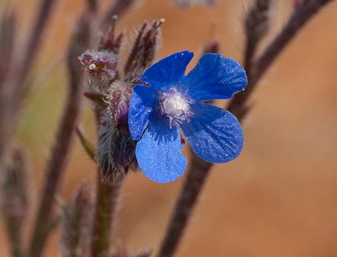 Anchusa Flower