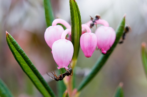 Andromeda Polifolia