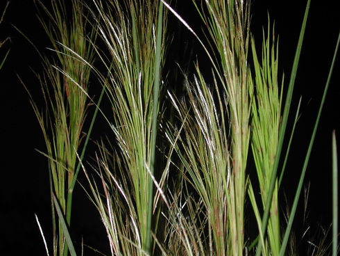 Andropogon