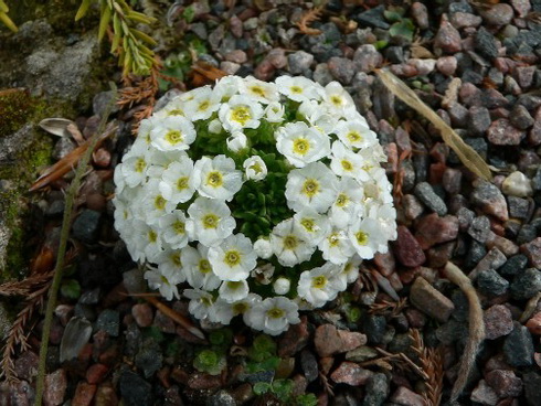 Androsace Flower