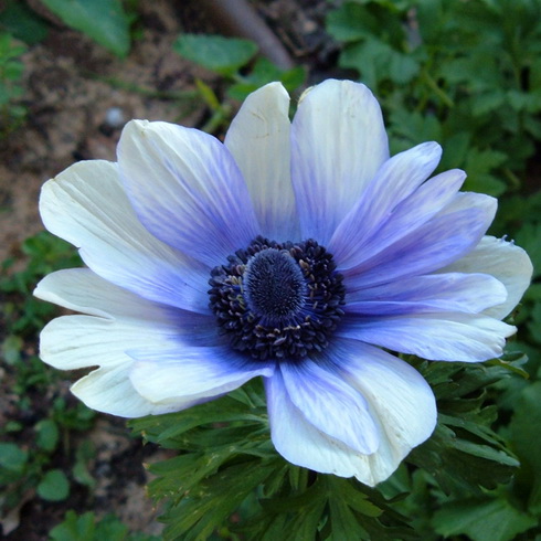 Anemone Flower